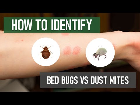 Do I Have Bed Bugs or Dust Mites? [DIY Pest Control]