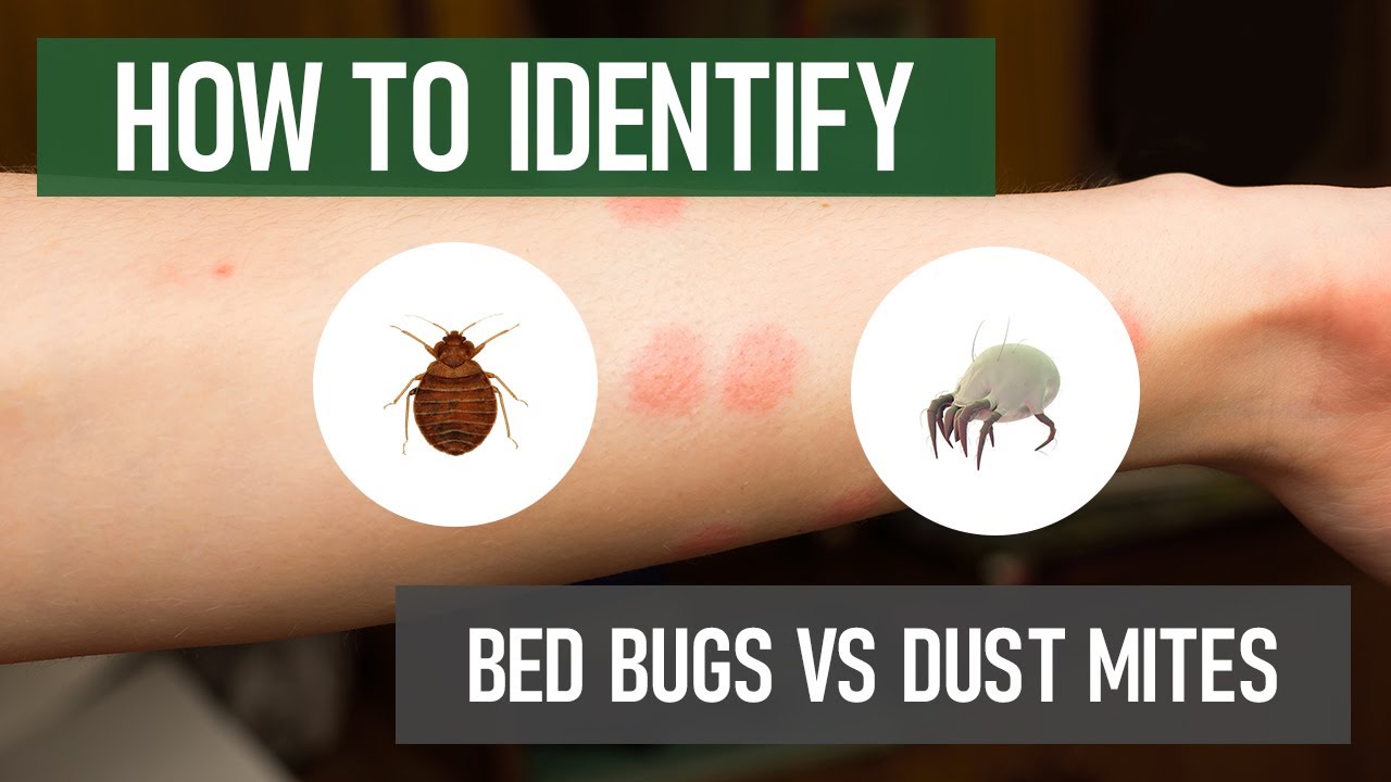 Bed Bugs Vs. Dust Mites