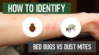 Do I Have Bed Bugs or Dust Mites? [DIY Pest Control]