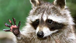 Farrakhan spoke for DMX, and people are already apologizing