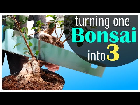 Making 3 Bonsai of 1 Ficus Tree - October 2023