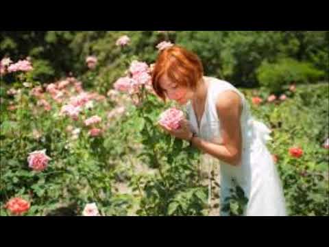 As Rosas Não Falam video