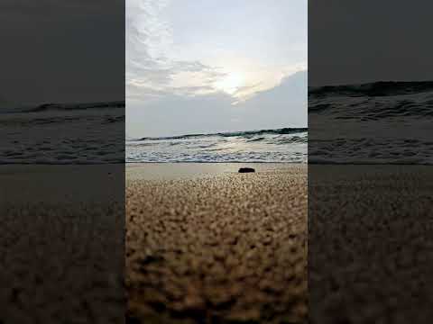 #beachvibes #sunrise #shorts |enjoy the vibes
