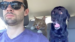 Over Dramatic Animals Who Deserve An Oscar 😂 Funniest Animal Videos 2025