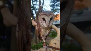 Download lagu Burung hantu ❗ Suara burung hantu jenis Tyto Alba #burunghantu #owl  #shorts #suaraburung mp3