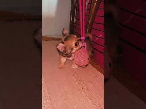 Chihuahua puppy for sale