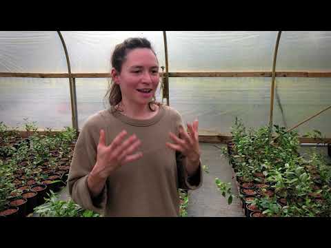 Introducing Oregon Red Reserve by Smith Teamaker