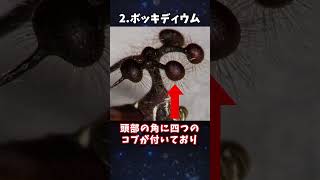 【ゆっくり解説】閲覧注意！見た目が終わってる虫3選 #shorts