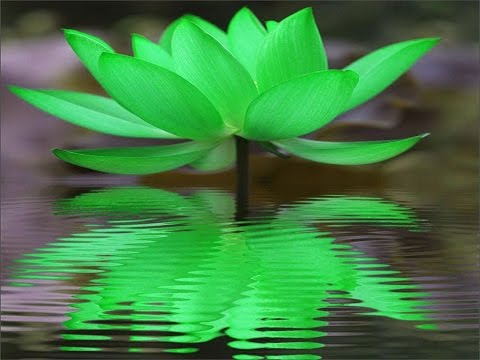 Calm Music, Peaceful Zen Sleep Music - Sacred Green Lotus