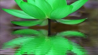 Calm Music, Peaceful Zen Sleep Music - Sacred Green Lotus