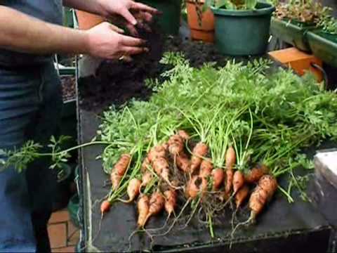 Carrot Harvesting - crop grown in Autopot 12-inch