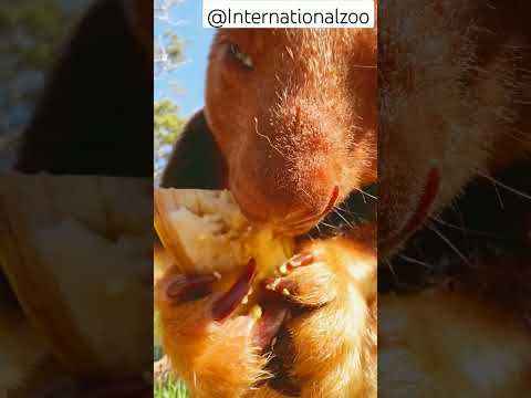 Dendrolagus dorianusについて詳しく解説