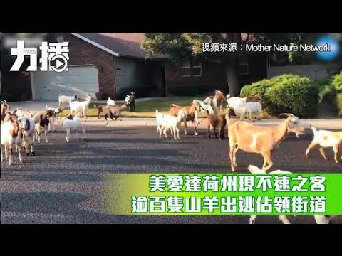 逾百隻山羊出逃佔領街道