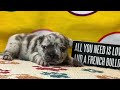 French Bulldog dogs for sale: Force  - Video 1
