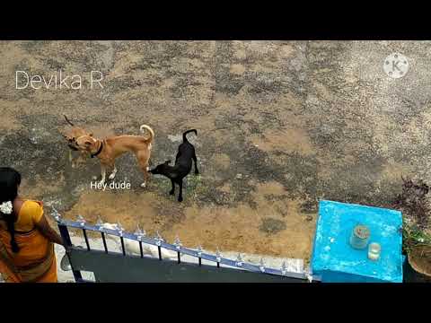 #funnydogs #exploredogslife #doggyfriendsmeeting. 🐕 Doggy friends get together.