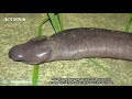 10 WEIRD ANIMALS IN THE WORLD MAY MAKE YOU FEEL SHOCKS | OCTOPUS