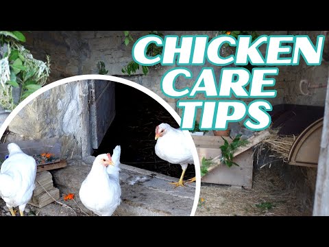 , title : 'Tips for Basic Chicken Care & Tour of Our Chicken Coop'