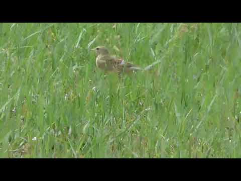 birdlife south africa conservation conversations , birdlife malta 2023