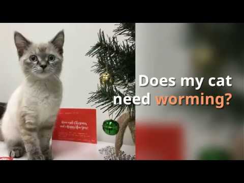 Does my cat need worming?
