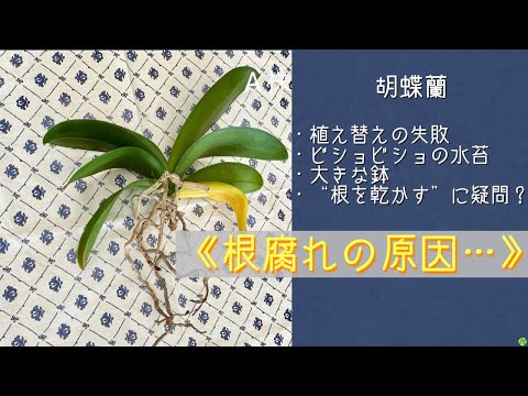 蘭の根を切る: 間違いを避ける方法 トピックス