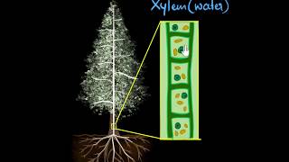 Xylem & transpiration | Life processes | Biology | Khan Academy