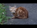 Orange Kitten With Mother Cat In The Street