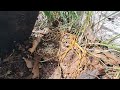 Big Ant Colony Under Decorative Rock in Titusville, NJ