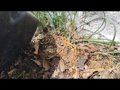Big Ant Colony Under Decorative Rock in Titusville, NJ