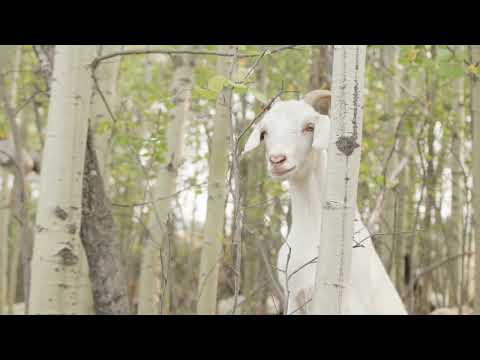 Goats For Weeds - Regenerative Land Management