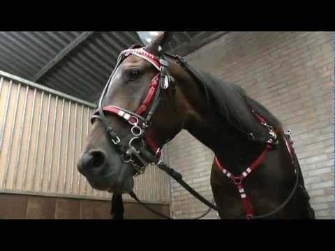 Groninger Vierjarige Merrie Stakes - Bewitched (Hugo Langeweg Jr.)