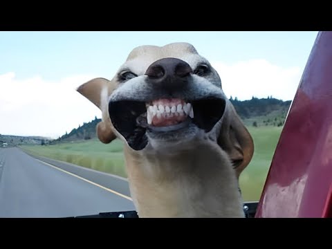 Des chiens rigolos qui ne manqueront pas de vous faire sourire