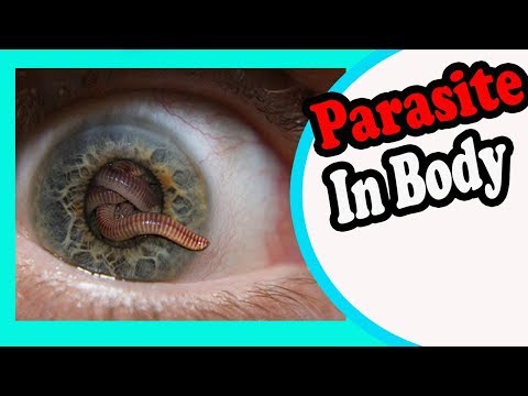 Paraziták a hasnyálmirigyben