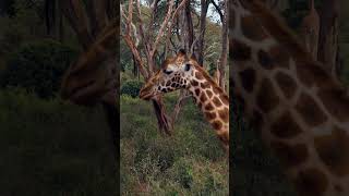 @AzamaraCruises Go Where Big Ships Can’t 🌍