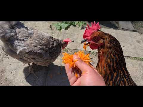 Rooster Ragnar and hen Eagle2 have a cold. What to do, how to recognize it? Here's my tip.