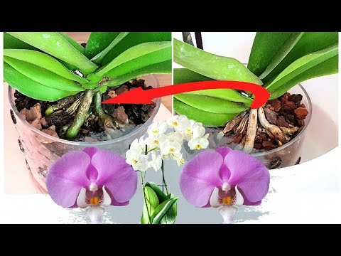 , title : 'رعاية  زهرة الاوركيد _ How to properly care for Orchids'