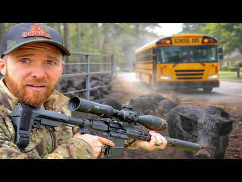 A Pack of Wild Hogs and a Bus Stop… Not Safe!