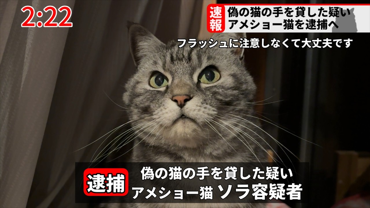 【速報】アメショ猫が偽の猫の手を貸した疑いで逮捕されました