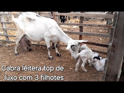 Feira de Animais do Sítio Caiaí,em Santa Maria do Cambucá Pernambuco 25/10/2025 $$