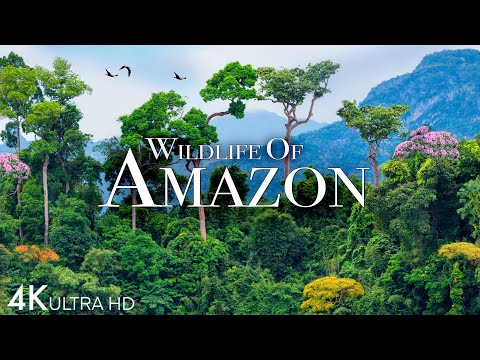 Amazon Wildlife