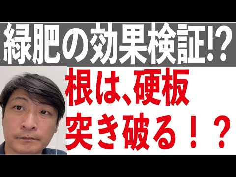 ファセリアを緑肥として使用するにはどうすればよいですか?彼の他の仕事は何ですか？  庭園