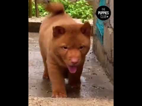 犬なの？猫なの？どっちにも見えてくる不思議な動物 | カラパイア