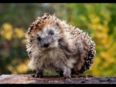 18 interesting facts about hedgehogs.