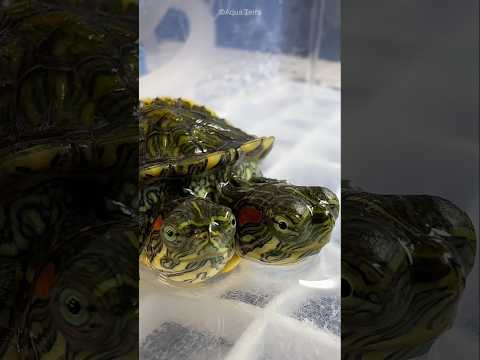 Two Headed Turtle Is Born