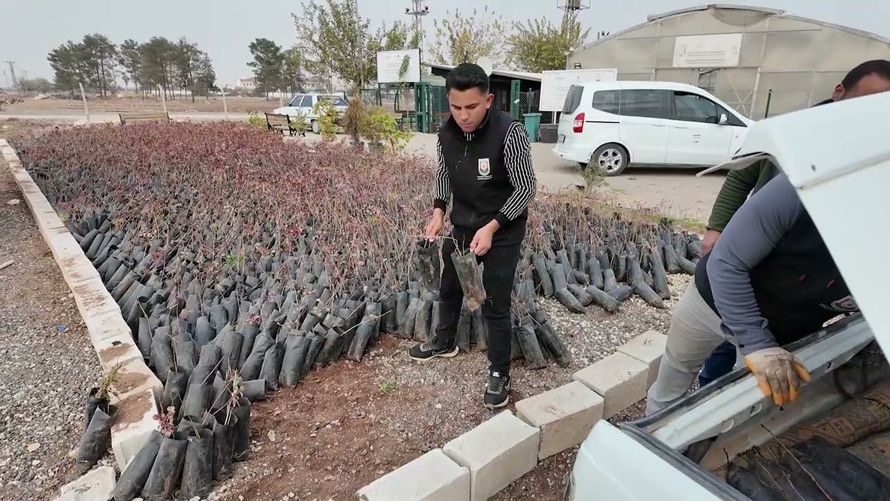 BÜYÜKŞEHİR’DEN ÇİFTÇİLERE 35 BİN FISTIK FİDANI DESTEĞİ