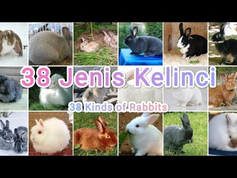 , title : '38 Jenis Kelinci || 38 Kinds of Rabbits'