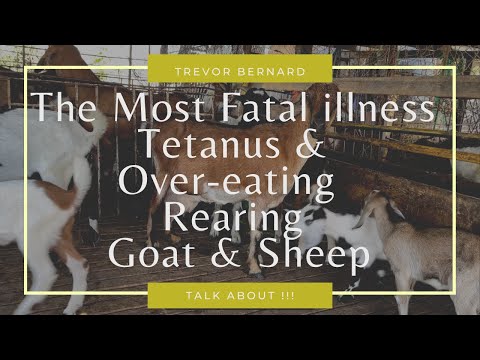 , title : 'THE MOST DANGEROUS DISEASES IN GOAT & SHEEP || THE CAUSES AND HOW TO PREVENT TETANUS & OVER-EATING'