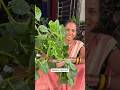 Poi Saag Malabar Spinach Ki Tasty Healthy Sabji