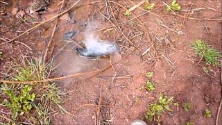 STEAMING LOG COMPILATION