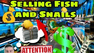 Breeding Fish and snail for profit. I sold mystery snails and Guppies at local fish store. Join us!