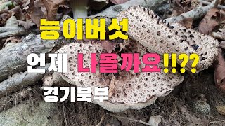 능이버섯 언제 나올까요!!??  경기북부 송이 능이버섯 정찰산행 2024년 9월 8일